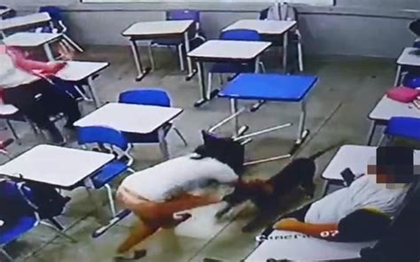 aluna cachorra|VÍDEO: cachorro invade escola e ataca aluna dentro de sala de。